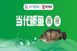 跌慘了！舊魚(yú)賣(mài)一斤虧10-15元，這條魚(yú)怎么了？｜鱖魚(yú)周報(bào)?